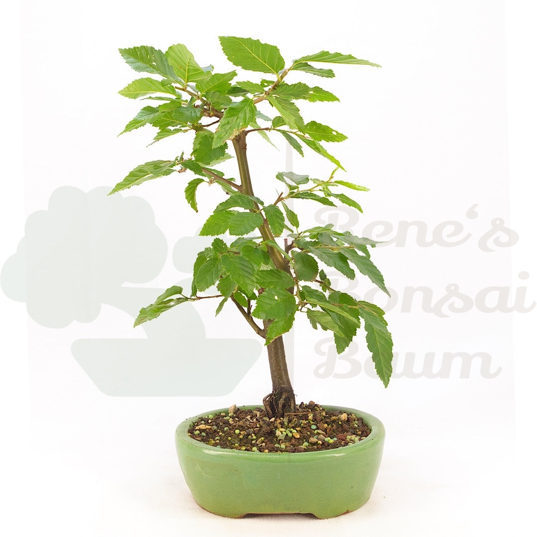 Hainbuche 'Carpinus betulus`